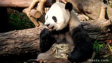 熊猫成都巨大的可爱的